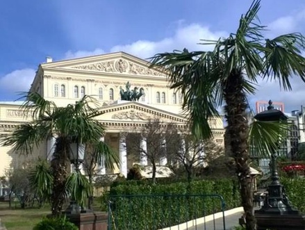 В центре Москвы высадили пальмы для имитации библейского Иерусалима