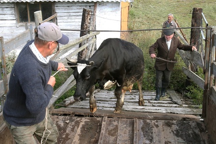 Россия приостанавливает импорт говядины из Минской области