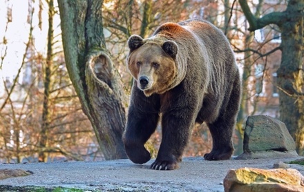 После паводка Уссурийский городской округ подвергся нашествию медведей