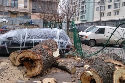 Более 100 деревьев повалены сильным ветром в Москве за два дня