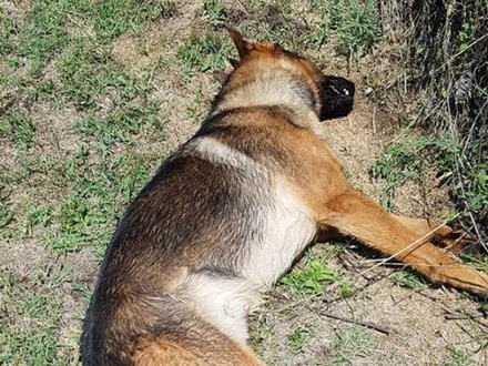 В Италии убили спасавшую людей после землетрясения собаку