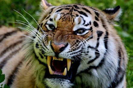 Браконьеры попытались вывезти из Приморья в Китай останки 19 амурских тигров