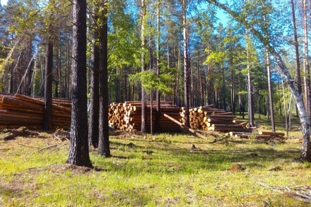 Полиция проверяет сообщение о рабстве на лесопилке в Иркутской области