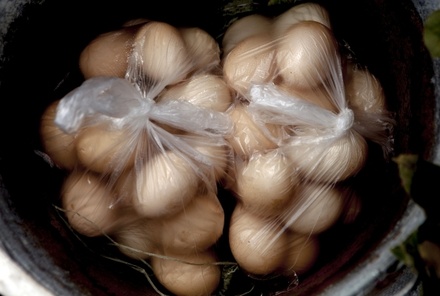 В Россельхознадзоре заявили об отсутствии заражённых яиц на отечественном рынке