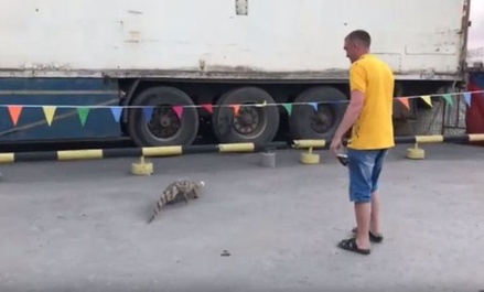 В Новосибирске нашли сбежавшего из цирка крокодила