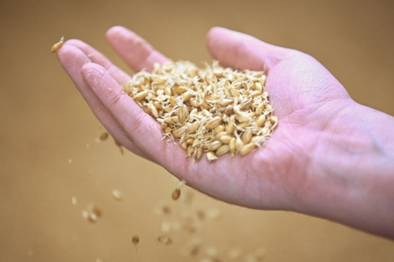 В ЕС предрекли катастрофические последствия в случае срыва «зерновой сделки»