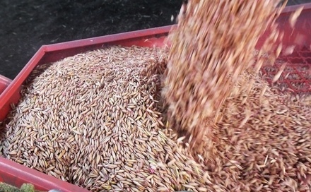 В МИДе России заявили об отсутствии оснований для продления «зерновой сделки»