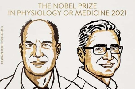 Нобелевскую премию по медицине присудили за открытие рецепторов температуры и осязания