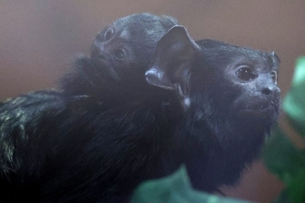 В Роспотребнадзоре призвали отслеживать ситуацию с новым штаммом оспы обезьян в Конго