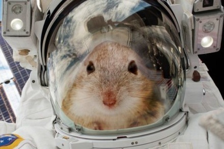 Мыши и крысы на МКС научились создавать микрогравитацию