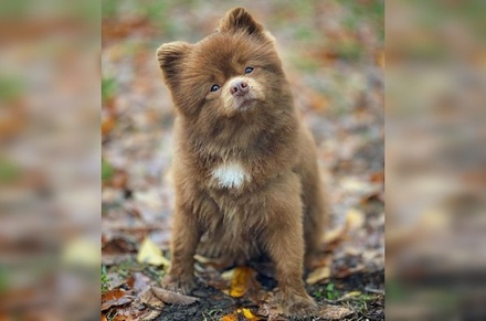 Похожий на медвежонка щенок набрал более 400 тысяч подписчиков в Instagram
