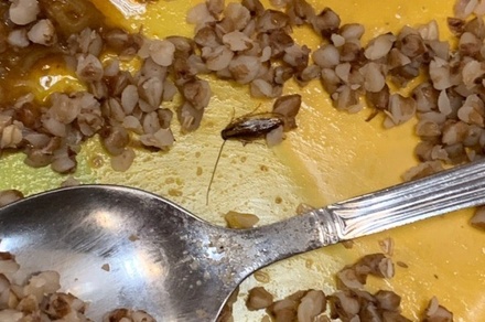 Посетители столовой в Химках пожаловались на тараканов в еде