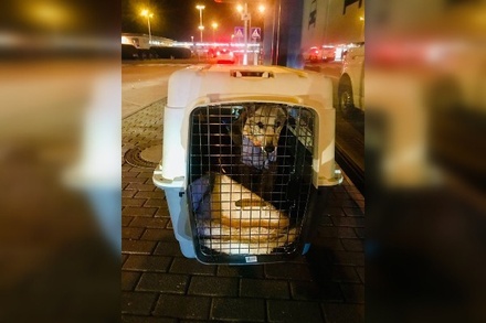 «Аэрофлот» потерял собаку пассажирки на рейсе из Перми в Берлин