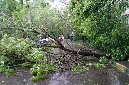 Сильный ветер в Москве за сутки повалил 44 дерева, повреждены 25 автомобилей