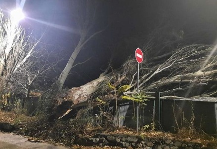 Три человека пострадали при падении деревьев из-за урагана в Крыму