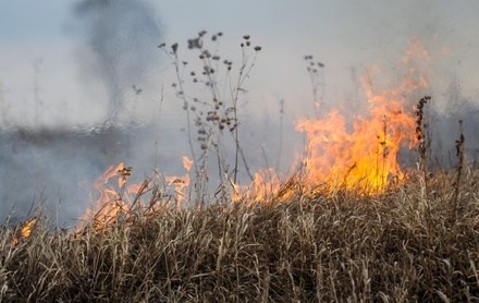 В Туве ввели режим ЧС из-за лесных пожаров
