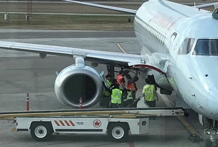 Енот сорвал вылет самолёта в Канаде