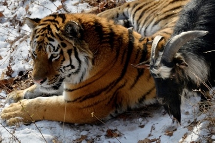 Козёл и тигр начали играть в Приморском сафари-парке