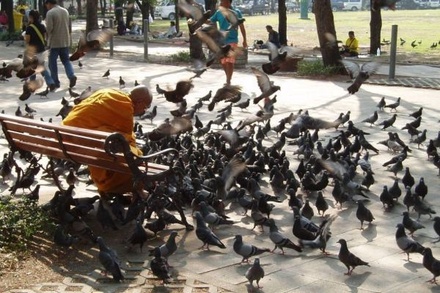 В Бангкоке за кормление голубей хотят штрафовать и сажать в тюрьму