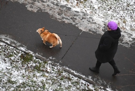 Кинологи Москвы призвали обувать собак для защиты от дорожных реагентов