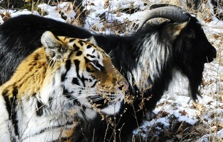 Ведущий Дроздов объяснил поведение тигра Амура страхом перед рогами козла Тимура