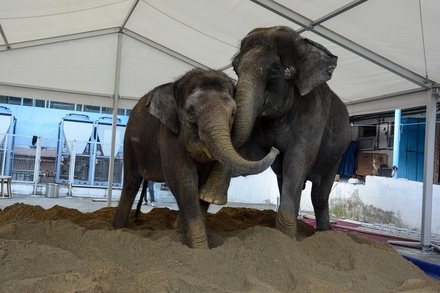 Жители Сочи купили 10 КамАЗов песка для цирковых слонов