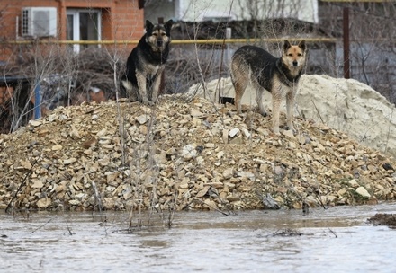 Власти Оренбурга заявили о пике паводка