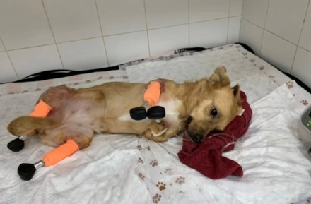 Бездомной собаке впервые в истории установили бионические протезы на четыре лапы