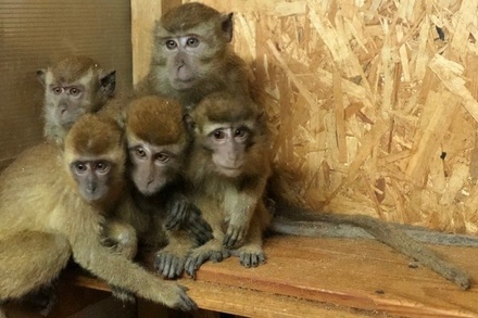 В Калуге из центра реабилитации животных украли 10 обезьян