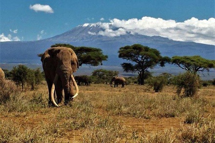 В Африке умер слон с самыми длинными бивнями