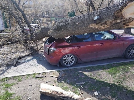 Сильный ветер повалил в Москве 132 дерева