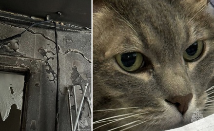 В Северном Измайлове кот спас ребёнка от пожара