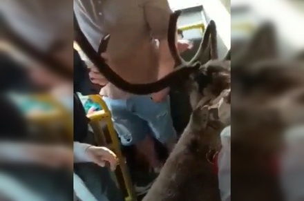 В Норильске женщина проехалась в городском автобусе вместе с оленем