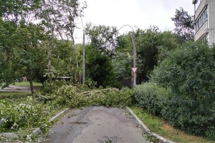 Семь человек пострадали в Москве от упавших деревьев