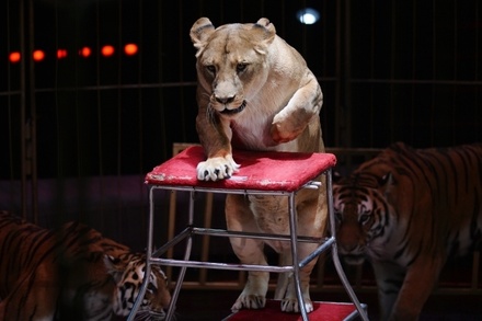 В Словакии запретят выступления животных в цирках