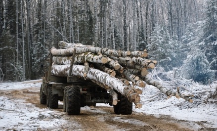 Незаконно добытую древесину разрешат уничтожать