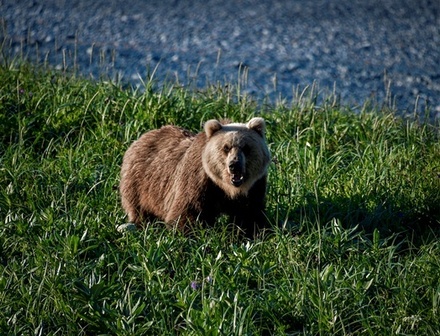Дроздов усомнился в необходимости убийства 500 медведей на Камчатке