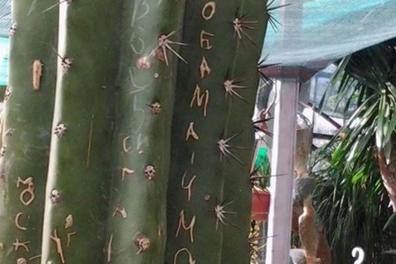 Столетние кактусы в Ботаническом саду в Ялте испортили неприличными надписями