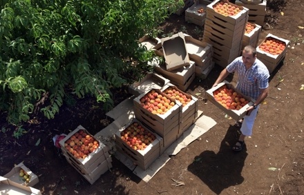 Минсельхоз: российские продукты полностью вытеснят импортные через 10 лет