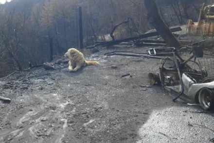 Пёс месяц ждал хозяев на месте сгоревшего дома в Калифорнии