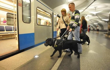 В метро Москвы до конца года обучат более 80 собак-поводырей