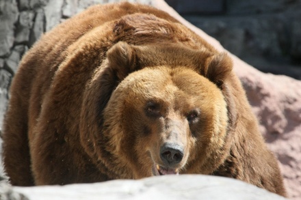 В Московском зоопарке медведи манипулируют посетителями