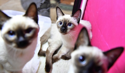 Учёные обнаружили способность «омикрона» заражать кошек и собак