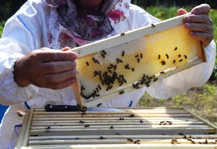 Граждане России начали закупаться мёдом впрок на фоне гибели пчёл
