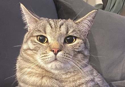 Ветеринар попросила не гладить кошек против шерсти