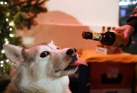 В России впервые промаркировали пиво для собак