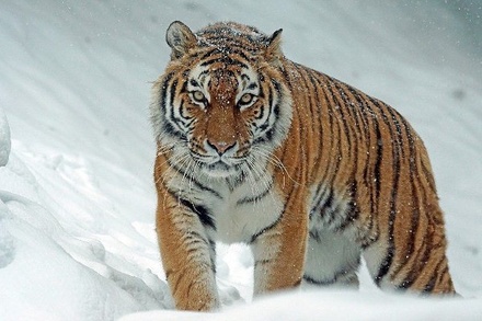 В WWF прогнозируют миграцию оленей и тигров вслед за белыми медведями