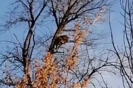Леопард в Приморье залез на дерево после встречи с домашней собакой