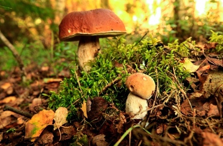 В Гидрометцентре рассказали, когда в Москве и области начнётся грибной сезон