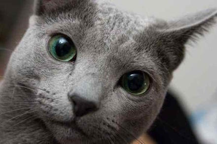 В Ярославле открылась вакансия для кошек с зарплатой в 15 тысяч рублей